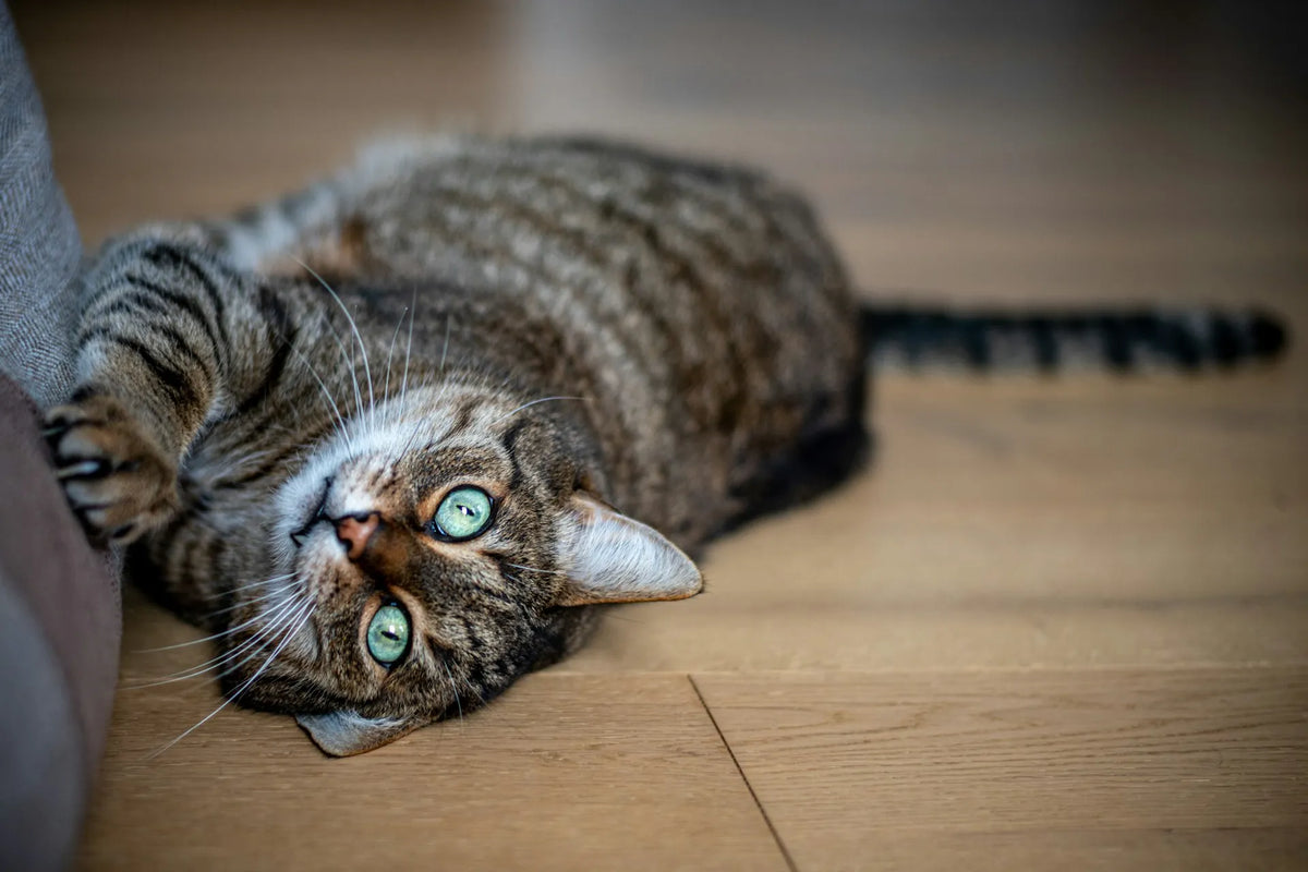 Tabby cat relaxing on its back on a wooden floor