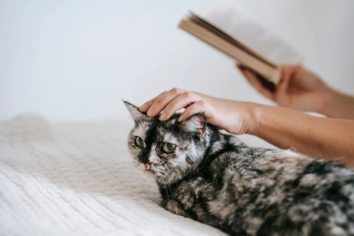 Tortoiseshell cat being gently stroked on a soft white blanket