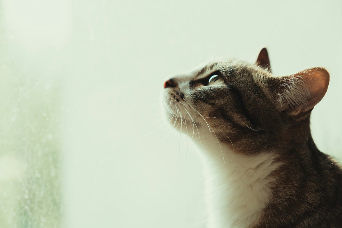 A person relaxing on a sofa with their cat in a bright, calm home