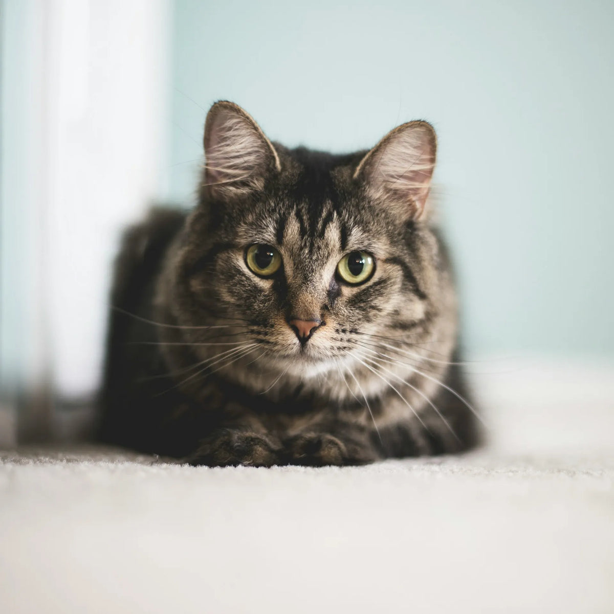 A cat sitting by a window in a calm home