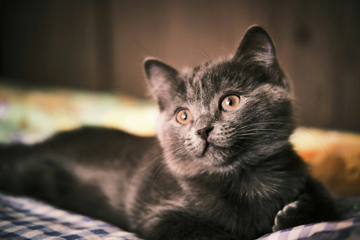 A pet relaxing in a warm, contemporary living room